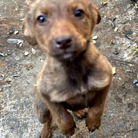 Biche, chienne à adopter