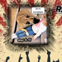 Railey, chienne à adopter