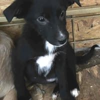 Noa, chien à adopter