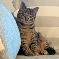 PATOUNETTE, chatte à adopter