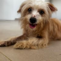 Roxy, femelle Croisée berger née le 10/04/2024 🐶, chienne à adopter