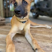 Lionne, femelle berger, née le 15/06/2025, chienne à adopter