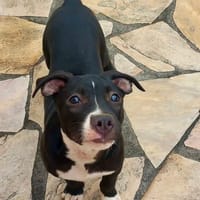 Iris, femelle croisée créole, née le 25/06/2025 🐶, chienne à adopter