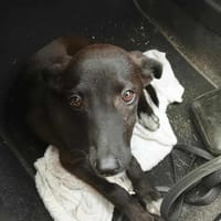 Highway, mâle berger créole,né le 21/06/2025 🐶, chien à adopter