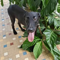 Dusty, mâle croisé berger, né le 15/06/2025 🐶, chien à adopter