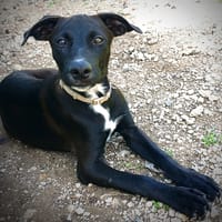 Claudia, femelle berger, née le 21/06/2025 🐶, chienne à adopter