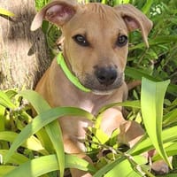 Barton, mâle croisé berger, né le 15/06/2025 🐶, chien à adopter