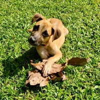 Anuka, femelle berger, née le 15/06/2025 🐶, chienne à adopter