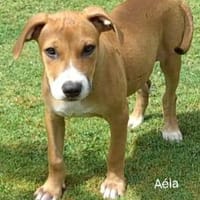Aéla, femelle croisée berger, née le 15/06/2025 🐶, chienne à adopter