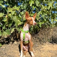 LOLO, chien à adopter