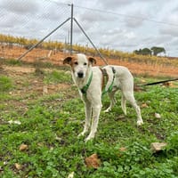 ARLO, chien à adopter