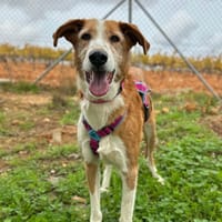 AURA, chienne à adopter