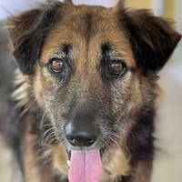 Bobby, attend toujours sa famille, chien à adopter