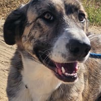 Izan, chien à adopter