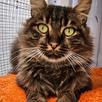 ATLAS, chat à adopter