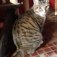 Cacahuète, chatte à adopter