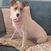 Blanca, chienne à adopter