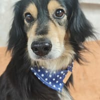 Pablo, chien à adopter