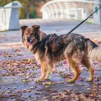 Tedi, pies do adopcji