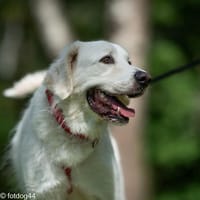 Lotek, pies do adopcji