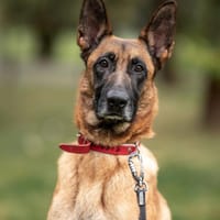 Ambra, suczka do adopcji