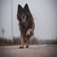 Daimon, pies do adopcji