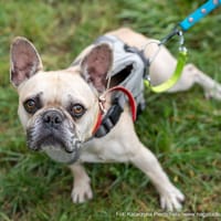 Leo, pies do adopcji