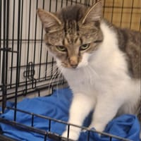 Berlinka, kotka do adopcji