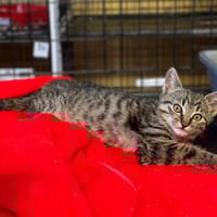 Orzysz, kot do adopcji