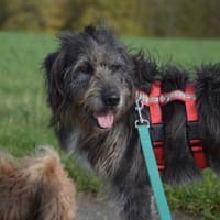 Bessy sucht ein Zuhause, Hündin zur Adoption