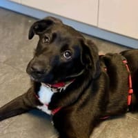 Blacky sucht ein Zuhause, Hund zur Adoption