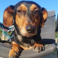 Paula°  in 33142 Büren, Hündin zur Adoption