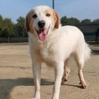 Cuddles - Liebe zum Mitnehmen!, Hund zur Adoption