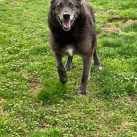 Chevy wartet auf sein Happy - End, Hund zur Adoption