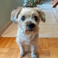 Amber wünscht sich schönen Lebensabend, Hündin zur Adoption