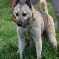 Cikito - verträglich u. aufmerksam, Hund zur Adoption