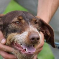 Frieda - zutraulich u. sehr verspielt, Hündin zur Adoption