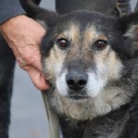 Meto - sehr zutraulich u. verschmust, Hund zur Adoption