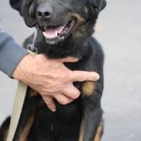 Canja - munter u. kinderlieb, Hündin zur Adoption