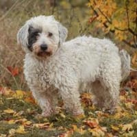 Fridolin - sucht seine Chance ❤, Hund zur Adoption