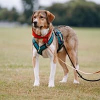 Herzenshund Marlin sucht seinen Platz, Hund zur Adoption