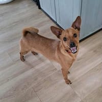 Whoopi - ist ein kleiner Goldschatz, Hündin zur Adoption