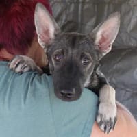 Liebe Eliska in 47829 Krefeld, Hündin zur Adoption