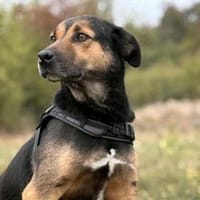 Tom - ein treuer Freund wartet auf Dich, Hund zur Adoption