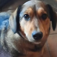 VICKY will deine Einzelprinzessin sein😍, Hündin zur Adoption