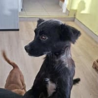 Minnie - sie ist eine freundliche Hündin, Hündin zur Adoption