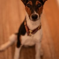 Felix, verschmuster Glückspilz, ca. 1 Ja, Hund zur Adoption