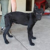 Liebevoller Enzo in 20099 Hamburg, Hund zur Adoption