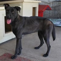 Schöne Reggie in46647 Kerken, Hündin zur Adoption