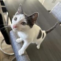Bobby sucht sein Glück, Kater zur Adoption